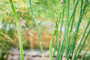 asperge-cultiver-bonduelle