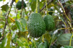 avocat-cultiver-bonduelle