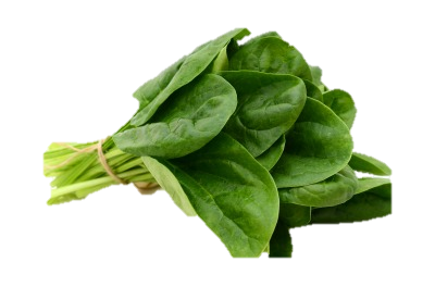 L'épinard - Fiche légume, valeurs nutritionnelles, calories, santé