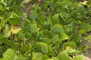 haricot-vert-planter-bonduelle