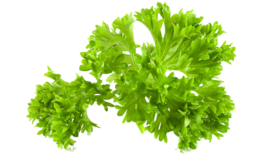 Le persil - Fiche légume, valeurs nutritionnelles, calories, santé