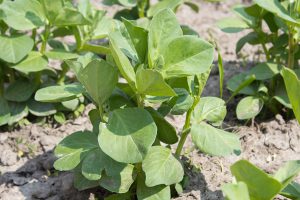 petit-pois-planter-bonduelle