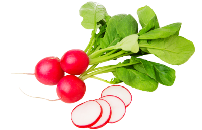 Le radis - Fiche légume, valeurs nutritionnelles, calories, santé