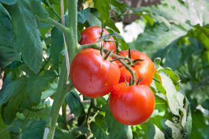 tomate-cultiver-bonduelle