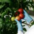 GMOs-amelioration-vegetale-fondation-bonduelle