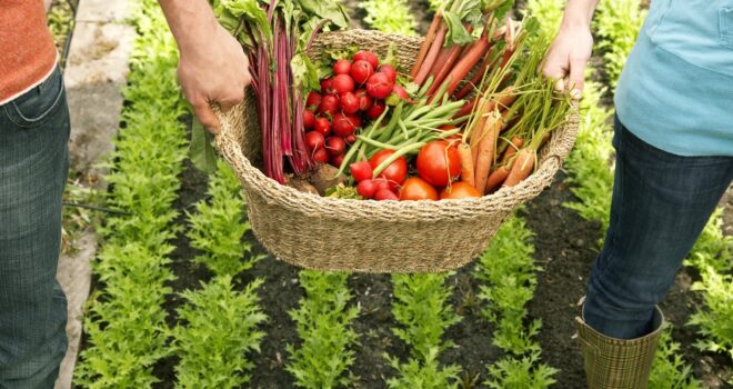 бета-каротин-bêta-carotène-beta-carotene-Louis-bonduelle-Foundation