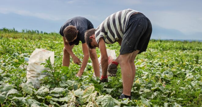 harvest-cueillette-assiette-fondation-bonduelle