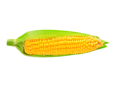 Le maïs