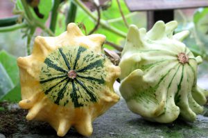 zucca-orto-squash-courge-vegetable garden-potager