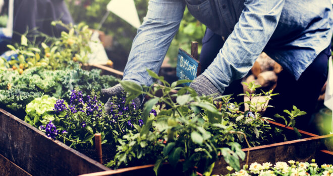 agriculture-urbaine-jardins-ville