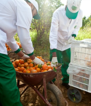 alimento-por-inteiro