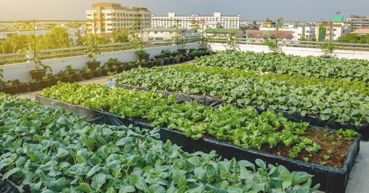 The Story Of Urban Farms In Montreal Louis Bonduelle Foundation   Shutterstock 1010959666 1 1200x630 Cropped 