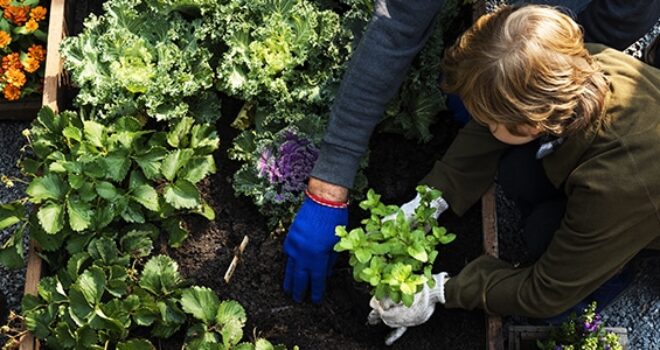 le-vegetal-plus-accessible-que-jamais