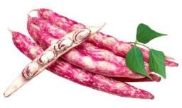 haricot-borlotti-vedette-italienne